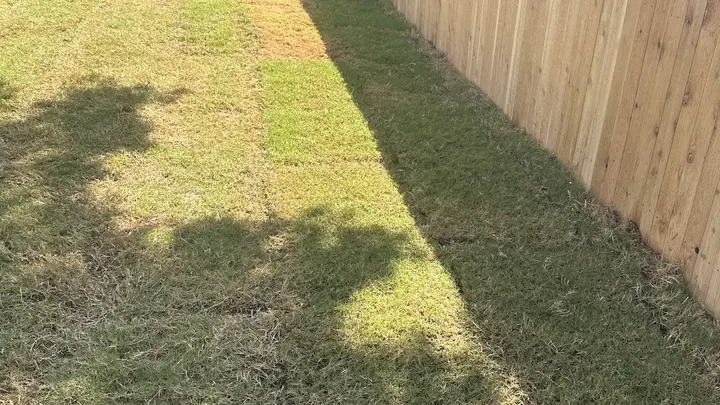New cedar fence and fresh sod along a backyard fence line